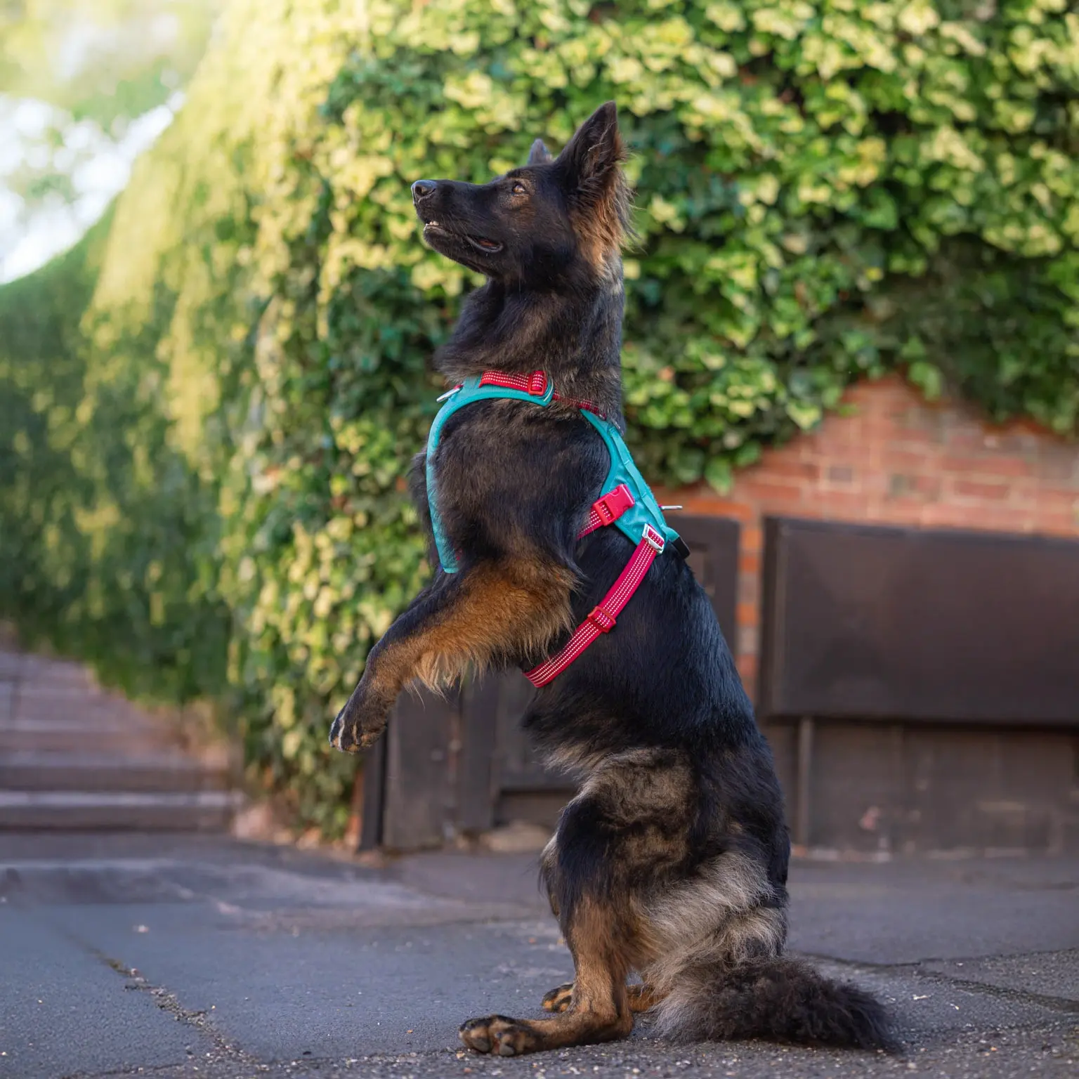 Black dog wearing a bright harness outdoors