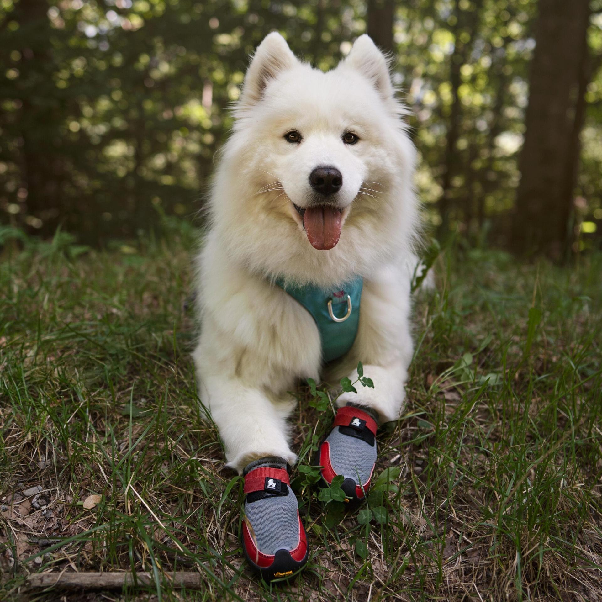 White dog wearing a harness and boots in the woods