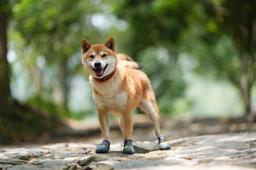 Anti-Slip Waterproof Dog Shoes