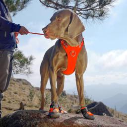 Anti-Slip Waterproof Dog Shoes