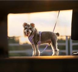 ComfortFlex Reflective Dog Harness