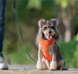 ComfortFlex Reflective Dog Harness