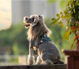 ComfortFlex Reflective Dog Harness