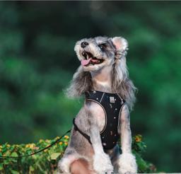ComfortFlex Reflective Dog Harness