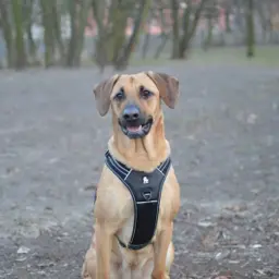 Sport Padded Reflective Dog Harness